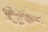 Fossil Fish Plate (Diplomystus & Knightia) - Wyoming #91597-2